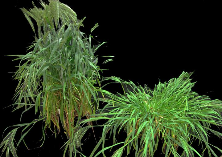 Weed Science issue 67.6