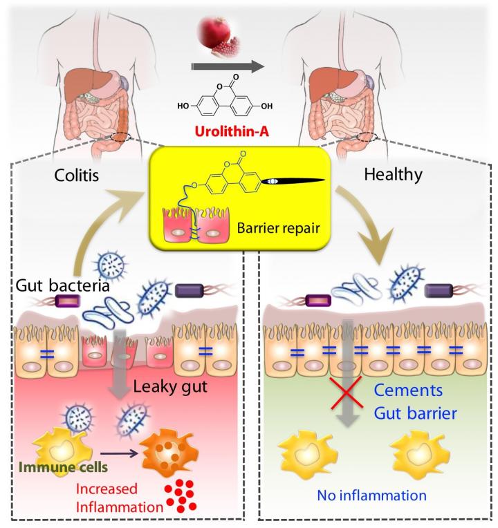 Illustration Showing Tightening of Gut Barrier Cells and Reduced Inflammation Due to UroA