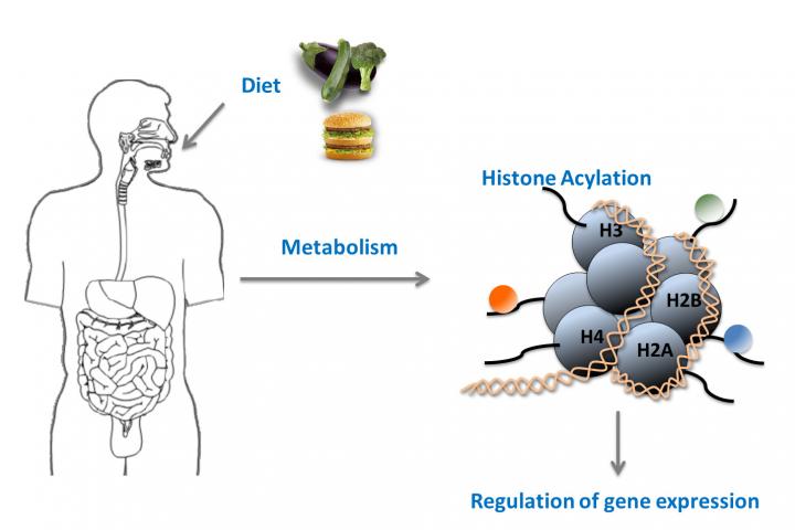 Novel Histone Modifications Couple Metabolism to Gene Activity