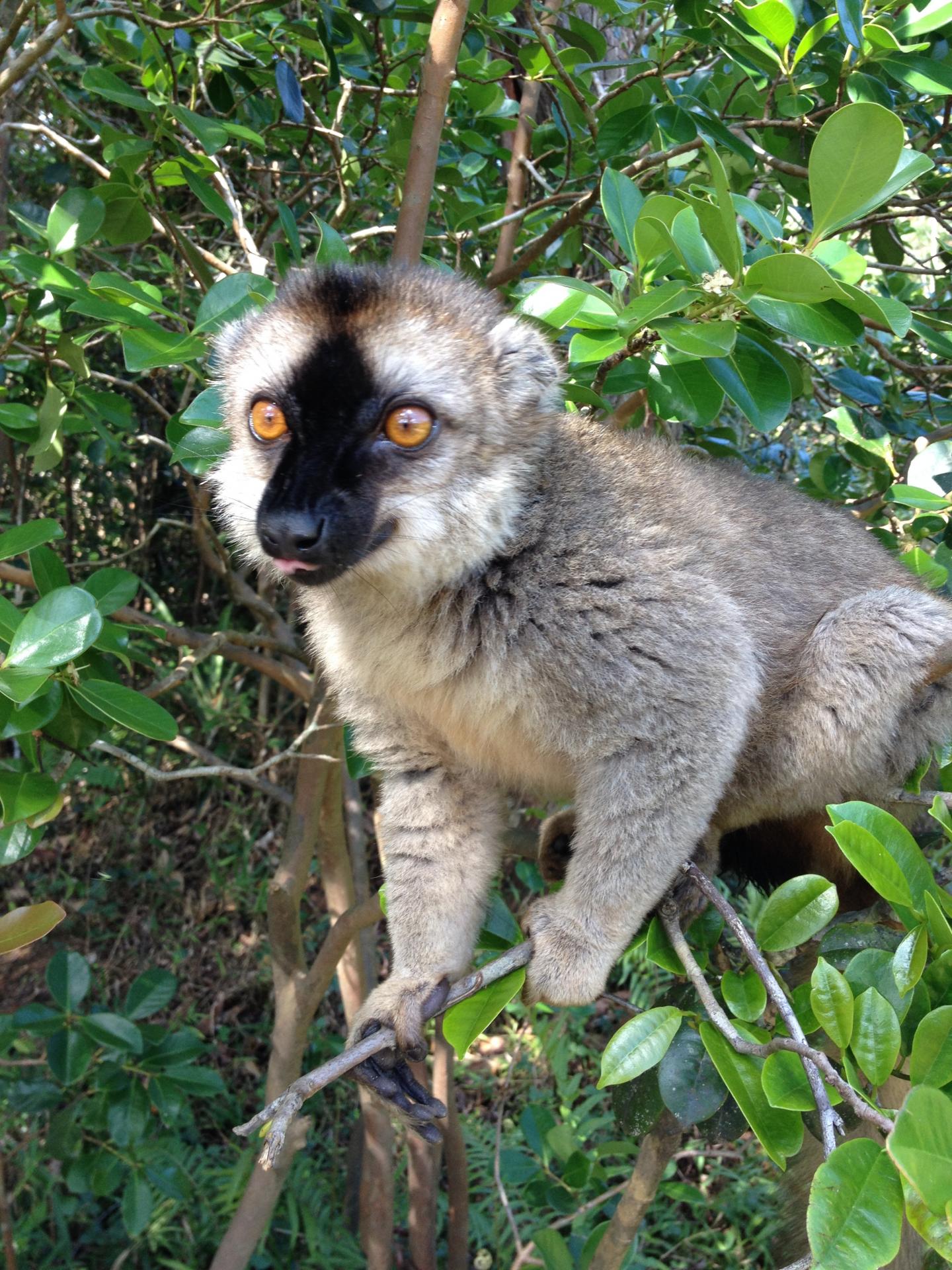 Lemur