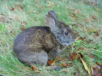 The Hefneri Bunny