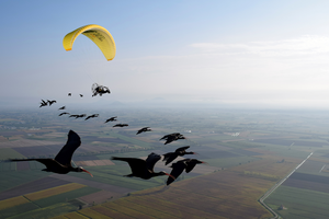 Assisted first migration of Northern Bald Ibises