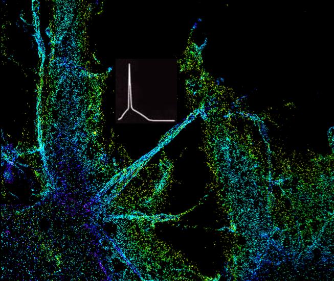 Nerve Cells Communicate by Electric Signals