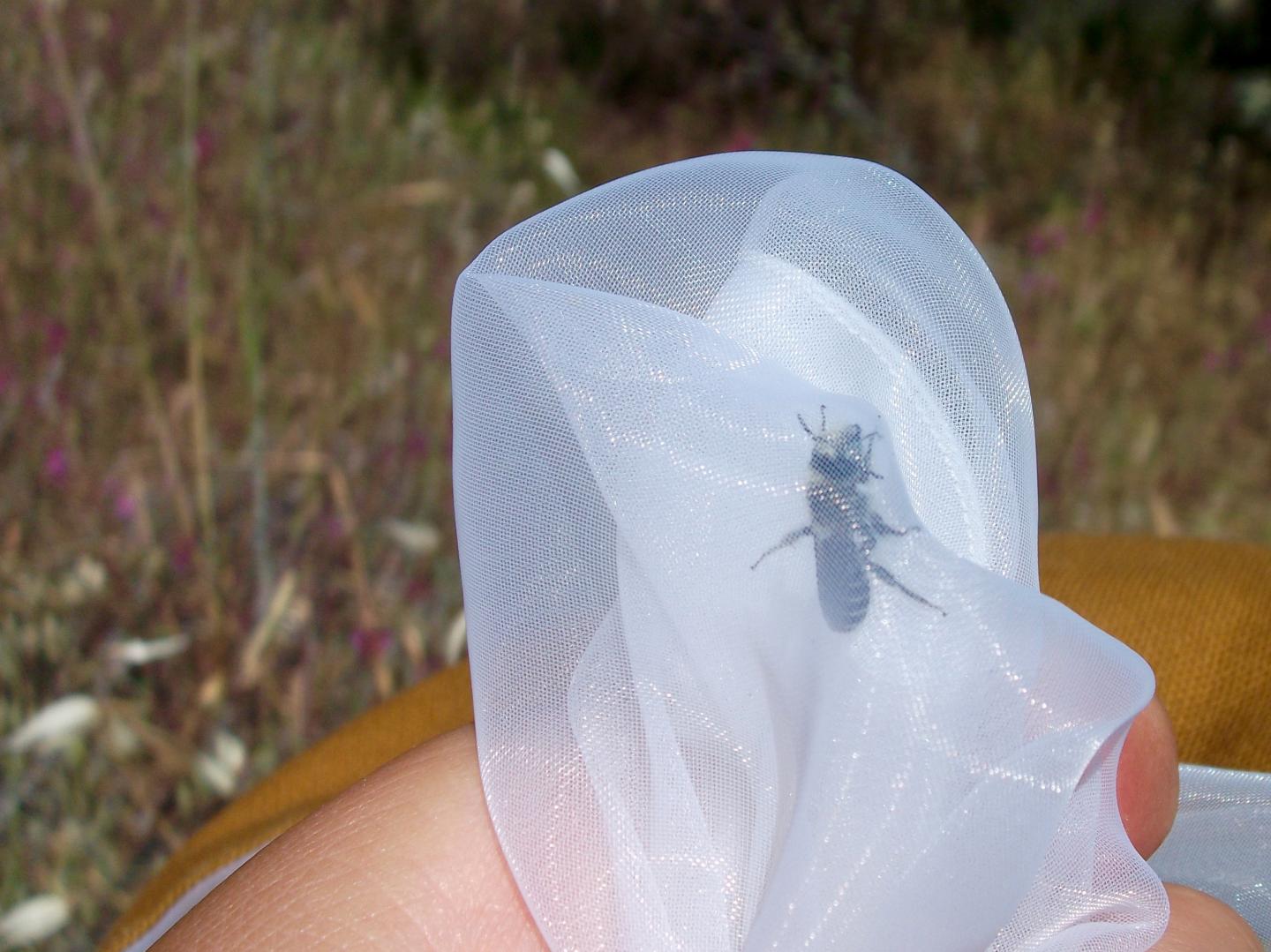 Native Bee Captured in Net during Survey at Pinnacles National Park