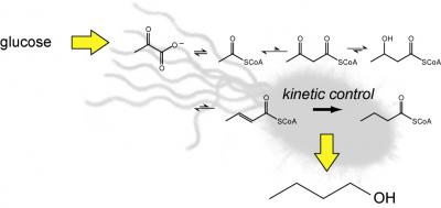 N-butanol Synthetic Pathway