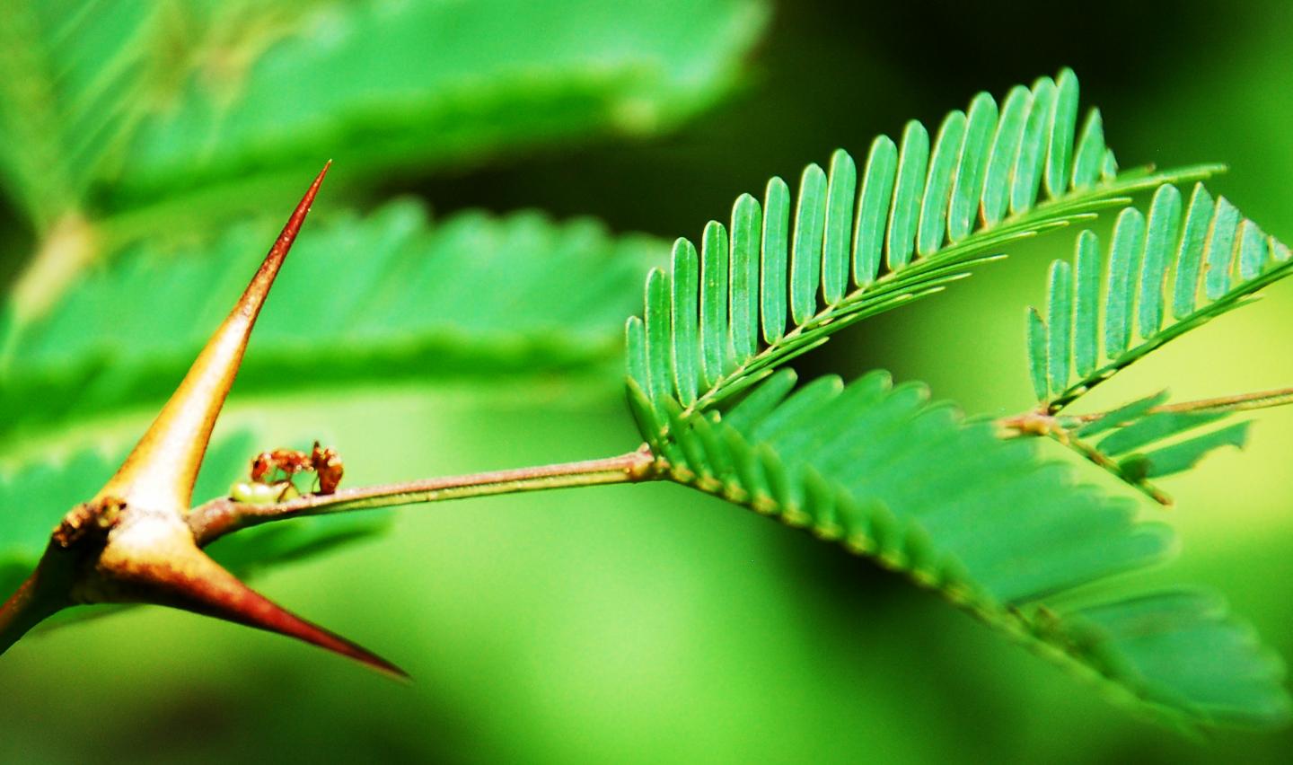 Plant with Hollow Thorns for Ants to Live In