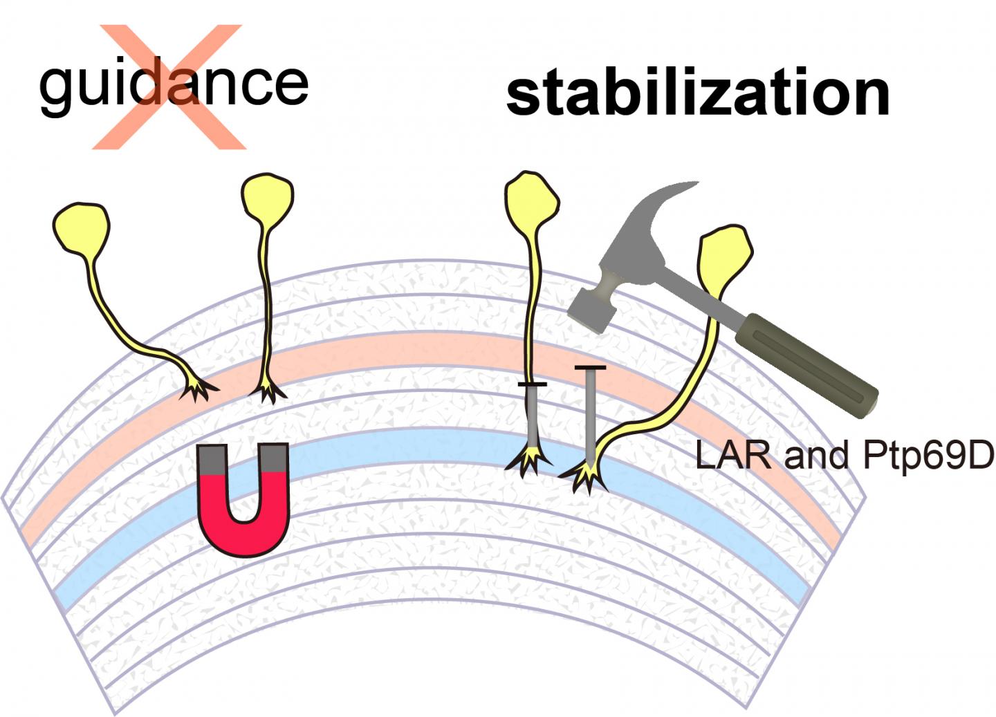 LAR and Ptp69D are Required fo [IMAGE] | EurekAlert! Science News Releases
