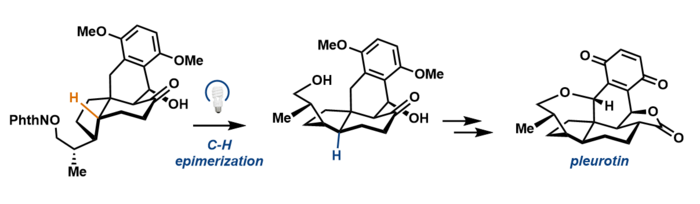 Pleurotin synthesis