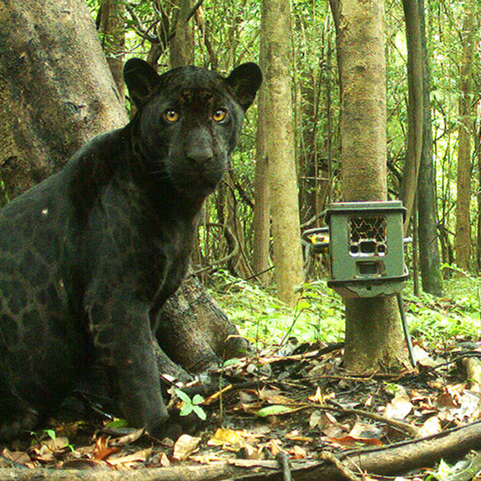 Black panther spotting one of the cameras trap