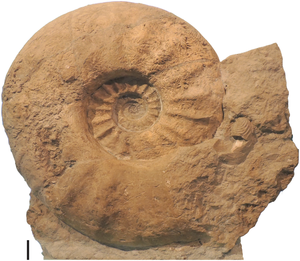 Fig 1. Lectotype of Parapuzosia (P.) seppenradensis from Westfalia, Germany.