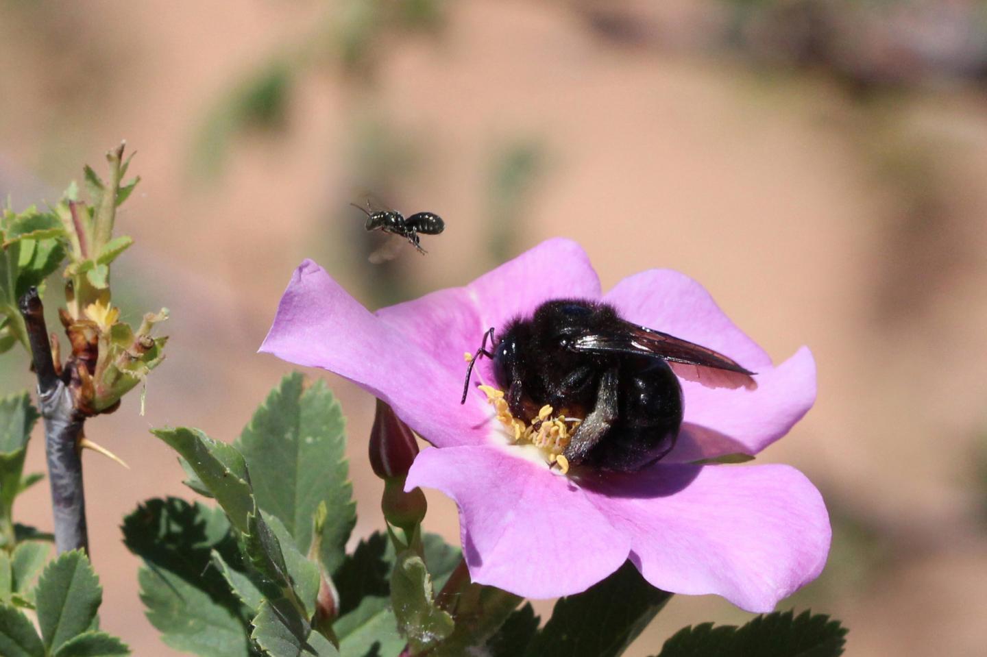 Carpenter Bees in Grand Staircase-Escalante National Monument