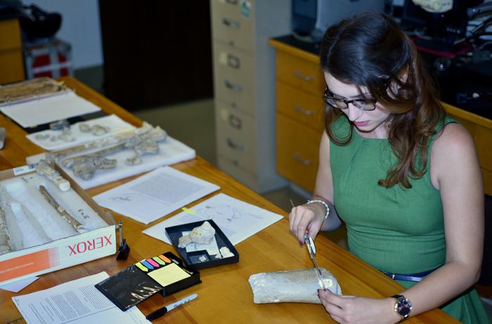 Dr Kierstin Rosenbach assessing the Arambourgiania humerus with the Inabtanin material in the background.