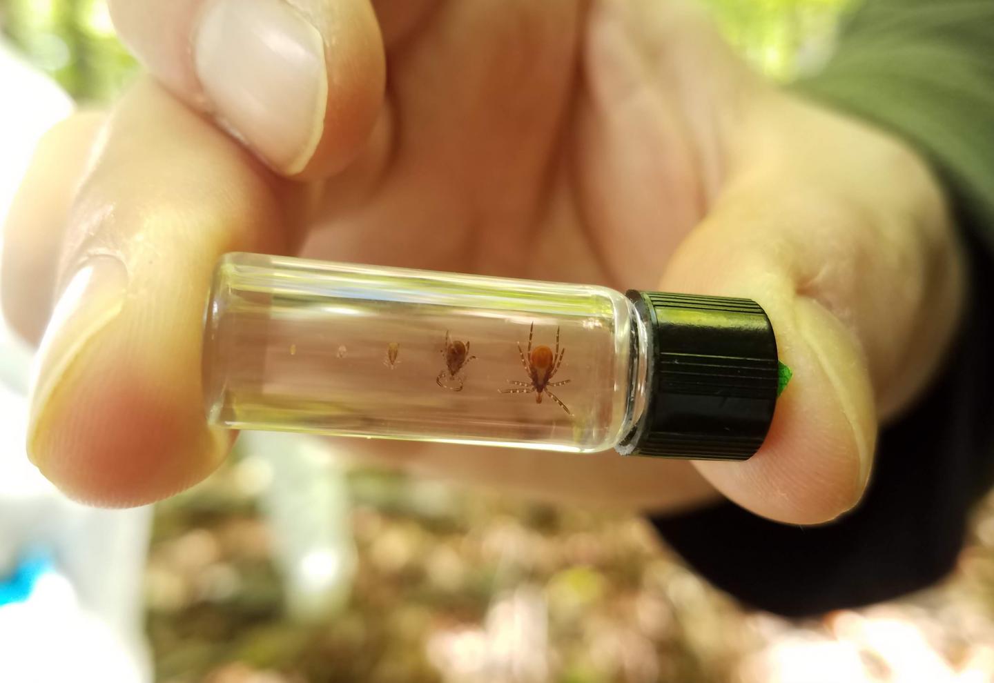 Blacklegged tick (Ixodes scapularis) Stages in Vial