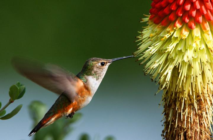 Rufous Hummingbird