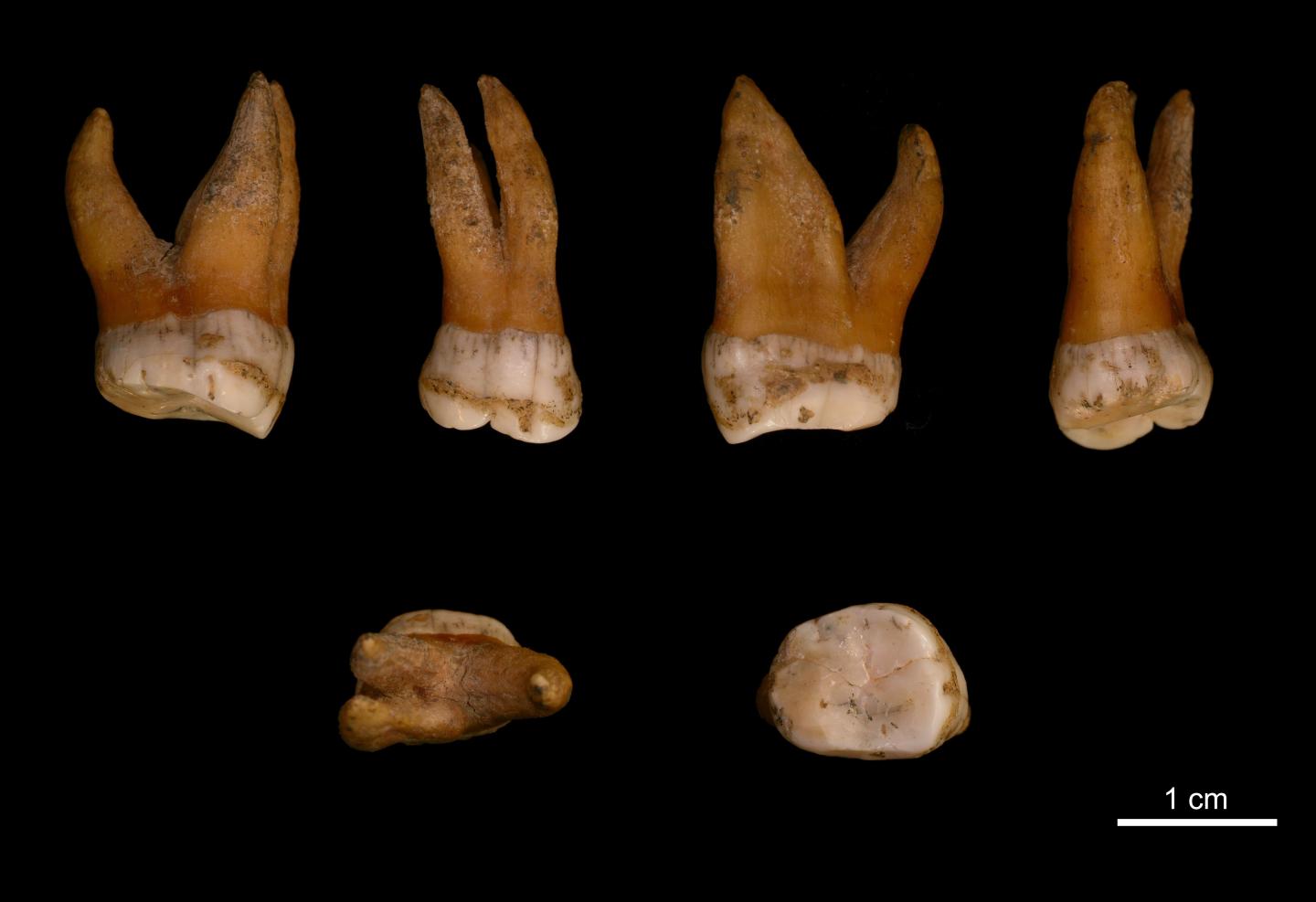 Neandertal Upper Molar