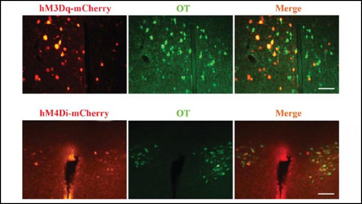 The Same Neural Pathways Promote Maternal and Paternal Behaviors in Voles