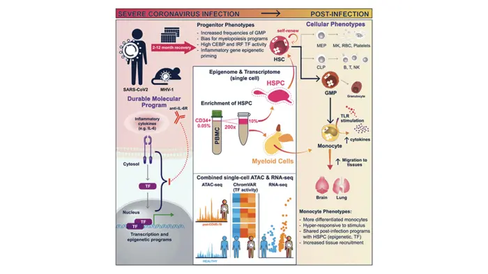 Severe COVID-19 can alter long-term immune system response