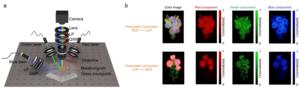 Figure 3. Experimental verification of the waveguide-based full-color metahologram.