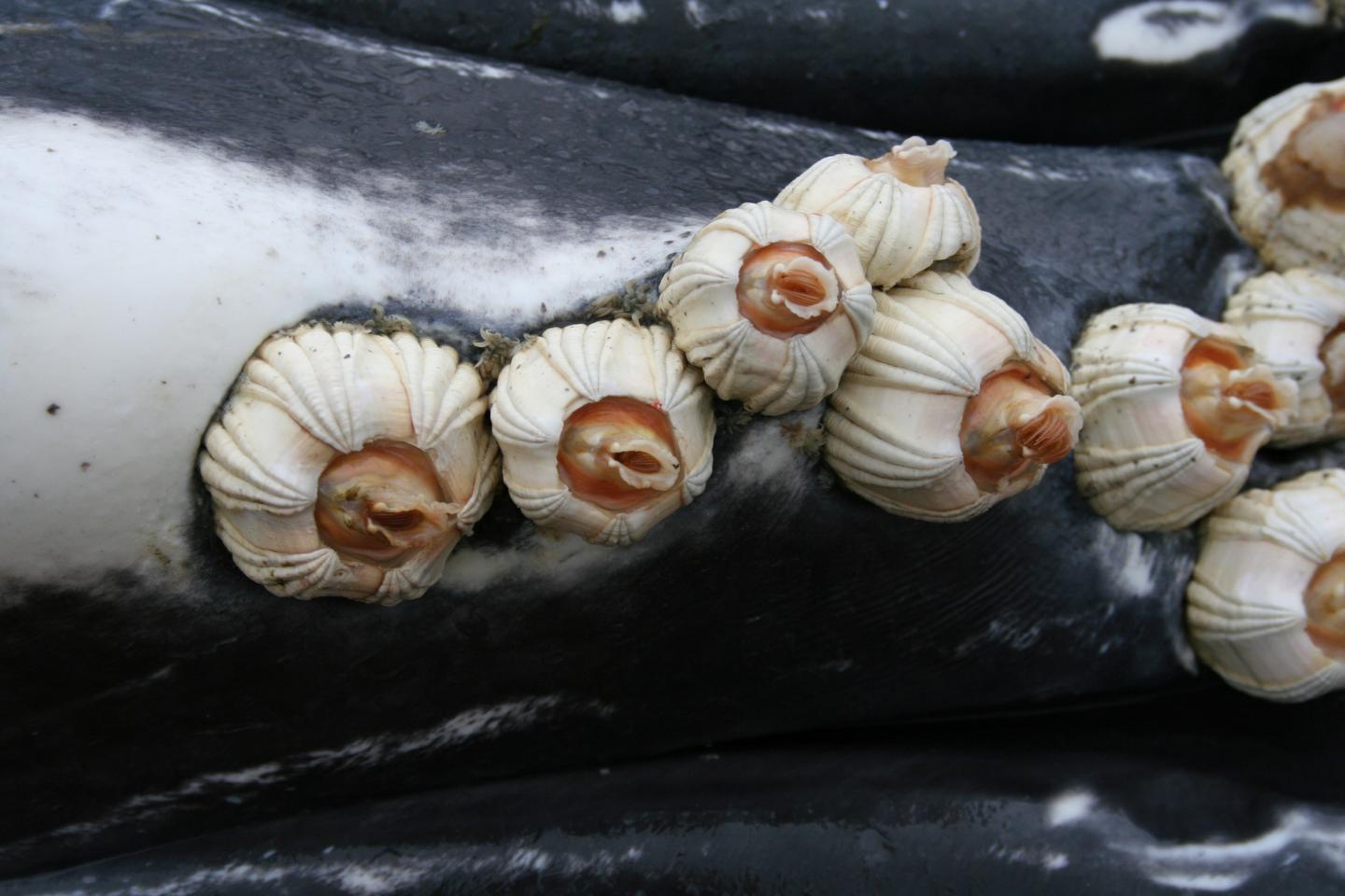 Modern Whale Barnacles