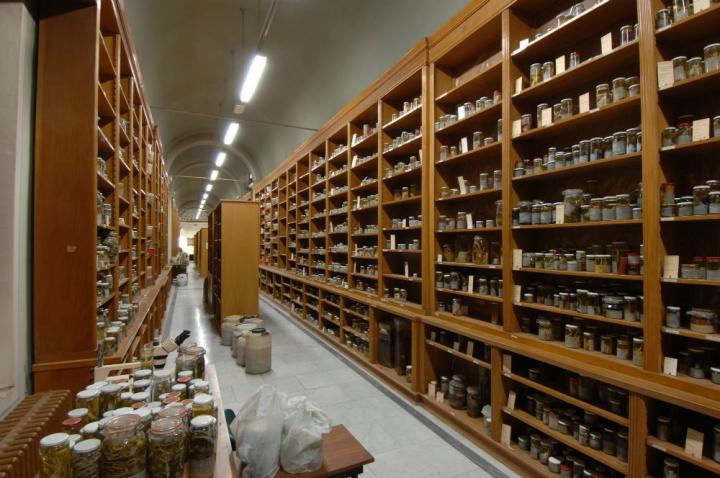 Florence Natural History Museum