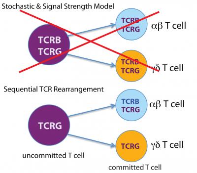 How T Cells Become One of A Kind