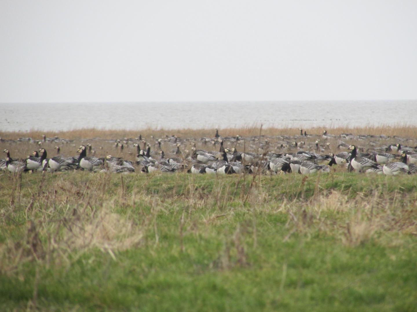 Grazing management can maximize erosion resistance of salt marshes
