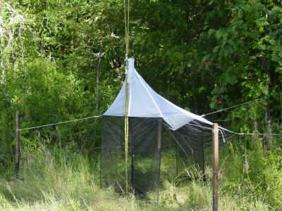 A Malaise Trap