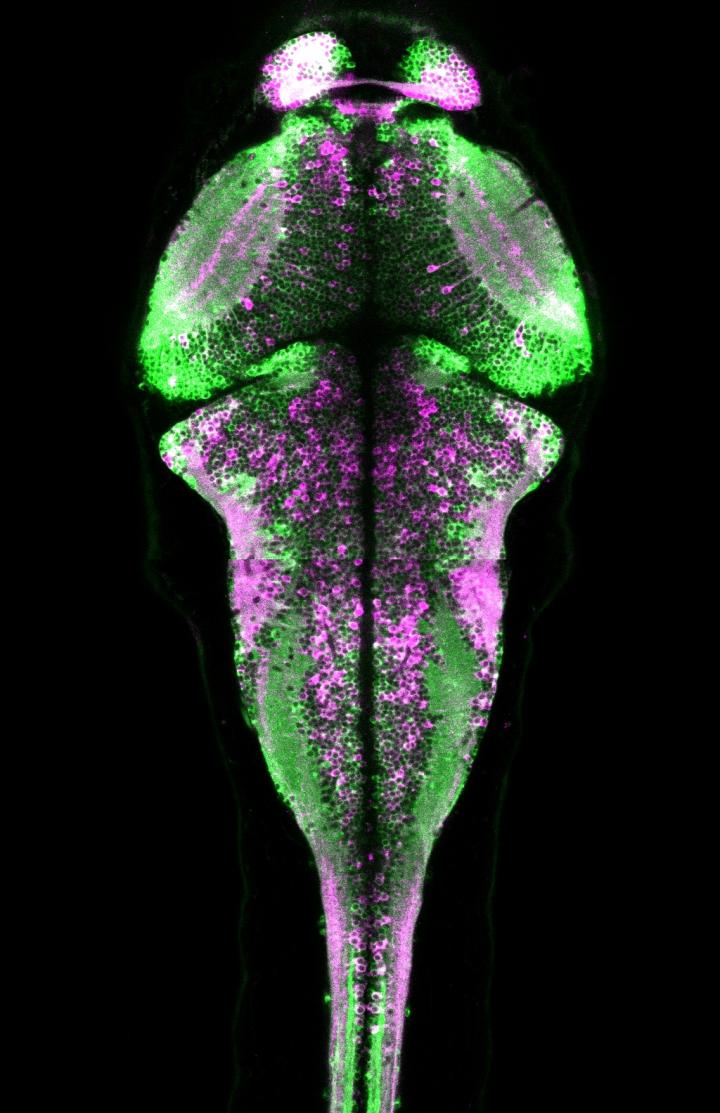 CaMPARI Fluorescence in a Larval Zebrafish