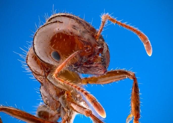 Odors Produced by Soil Microbes Attract Red Fire Ants to Safer Nest Sites
