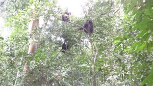 Chimpanzees gesturing