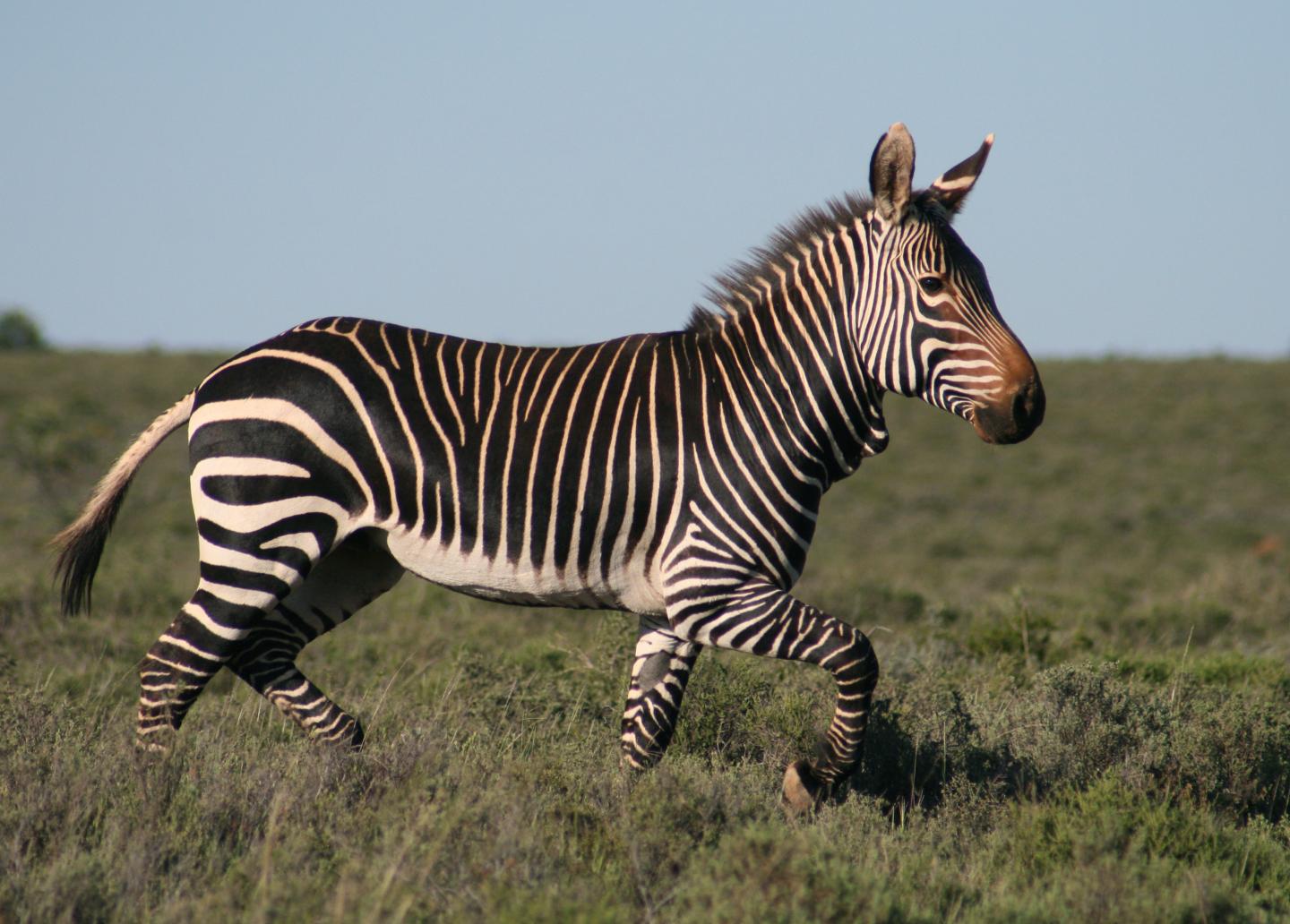 The Impacts of Herbivory on Continental Scales (9 of 10)