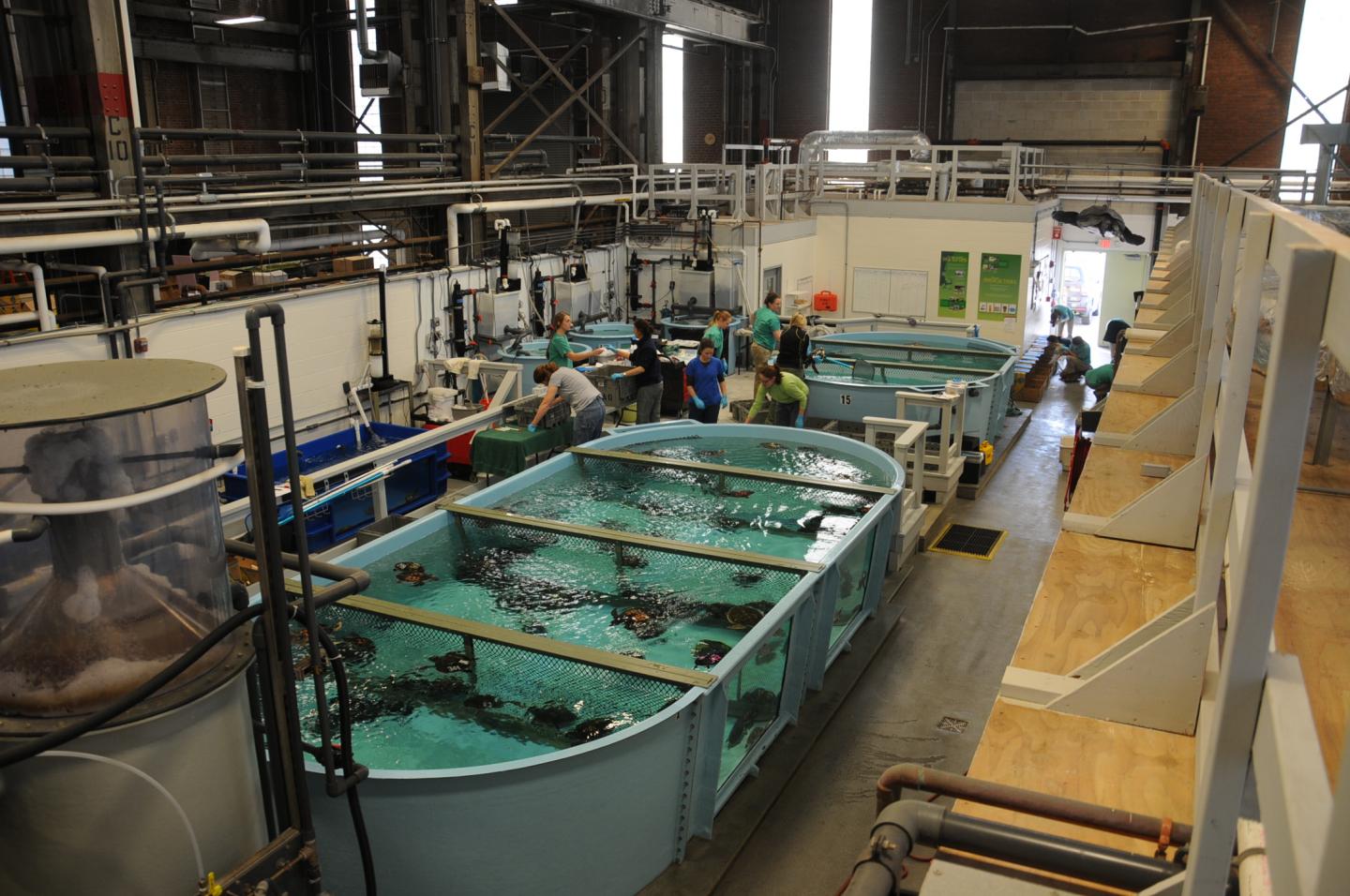 Sea Turtle Rehabilitation Tanks at the New England Aquarium