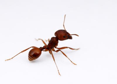 Red Harvester Ant (<I>Pogonomyrermex barbatus</I>)