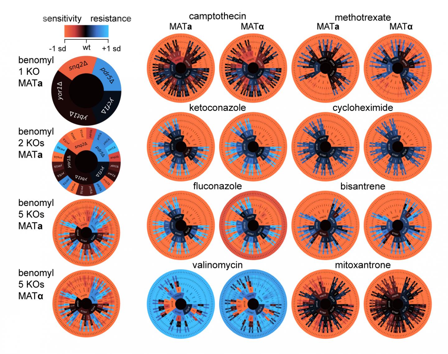 A Five-Gene Wheel Of Drug Resistance