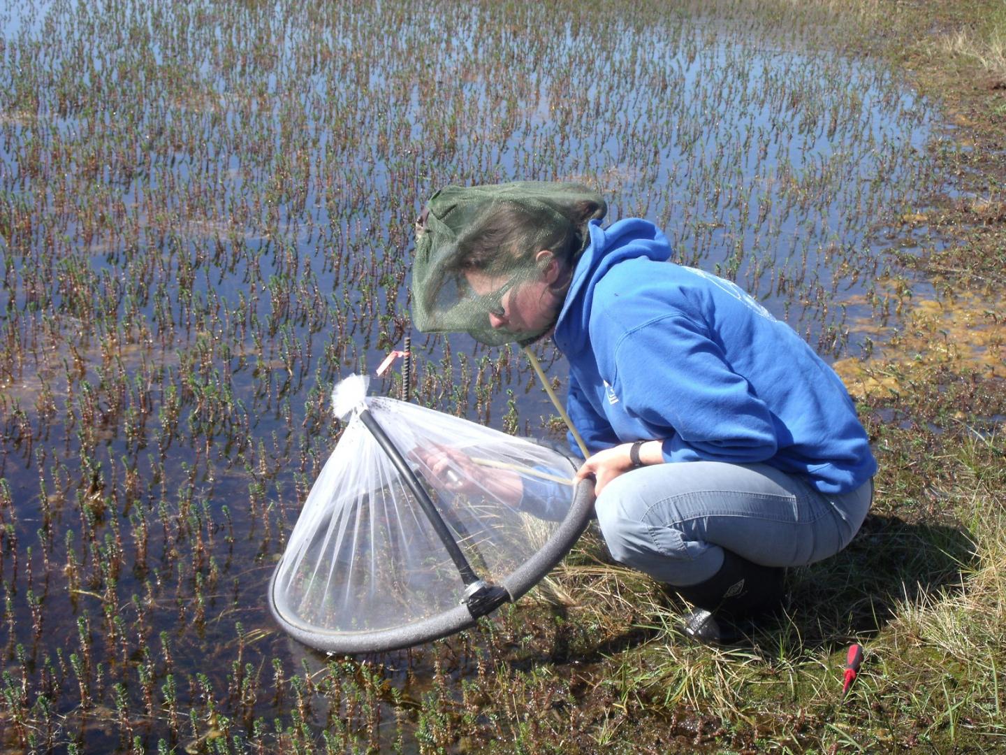 Dartmouth Arctic Mosquito Study (3 of 3)
