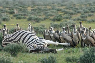 Zebra Carcass