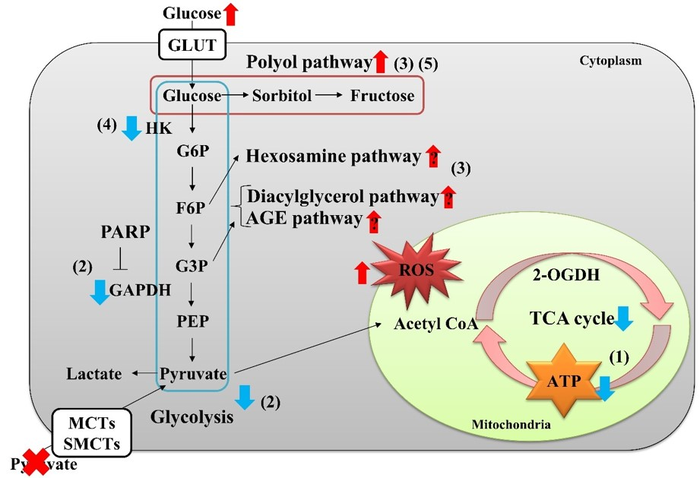 Pyruvate As An Essential Substance For The Su Eurekalert 