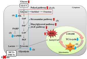 Sequential metabolic disturbances in IMS32 Schwann cells under high-glucose pyruvate-starved conditions.