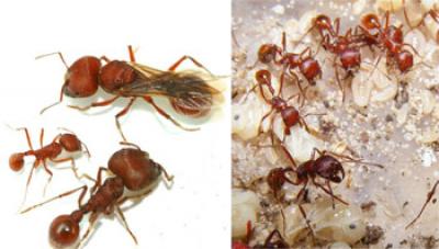 Florida Harvester Ant, <I>Pogonomyrmex badius</i>