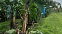 Cavendish bananas resistant to panama disease tropical race 4 (TR4)