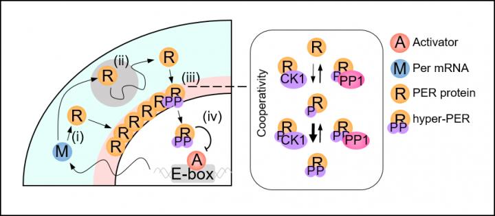 Figure 2 Image Eurekalert Science News Releases 