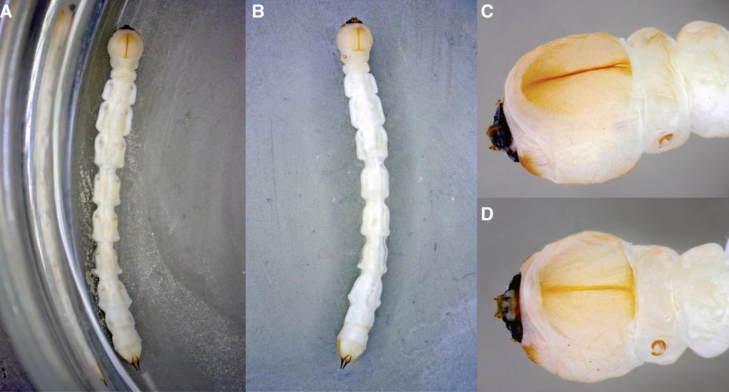 Emerald Ash Borer Larva
