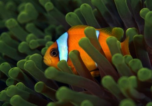 Clownfish