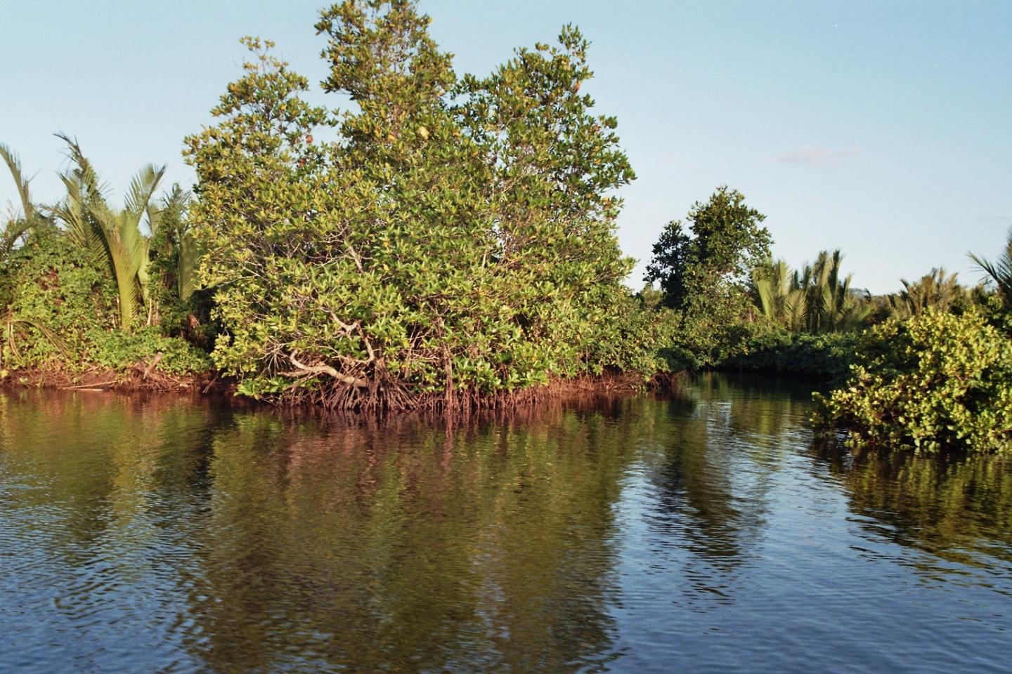Mangroves