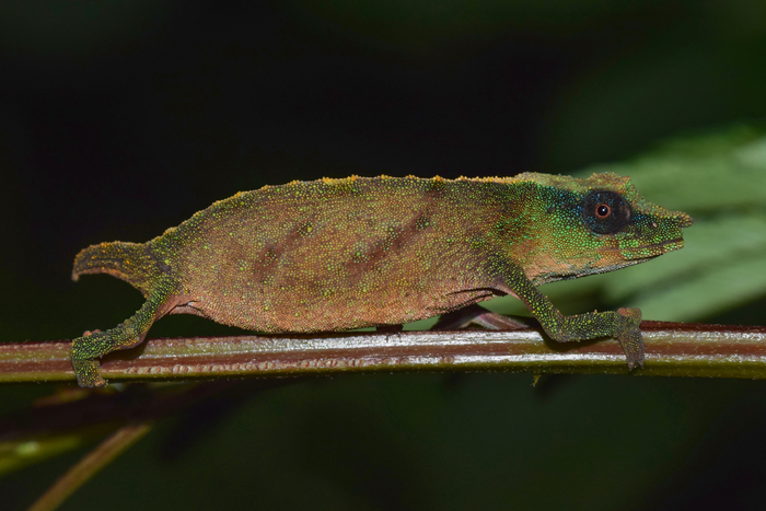Chapman’s pygmy chameleon 2