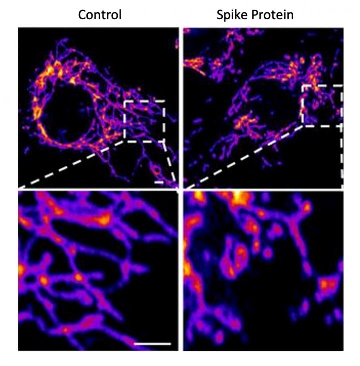 Microscopy image