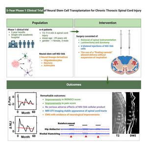 Stem Cell Illustration