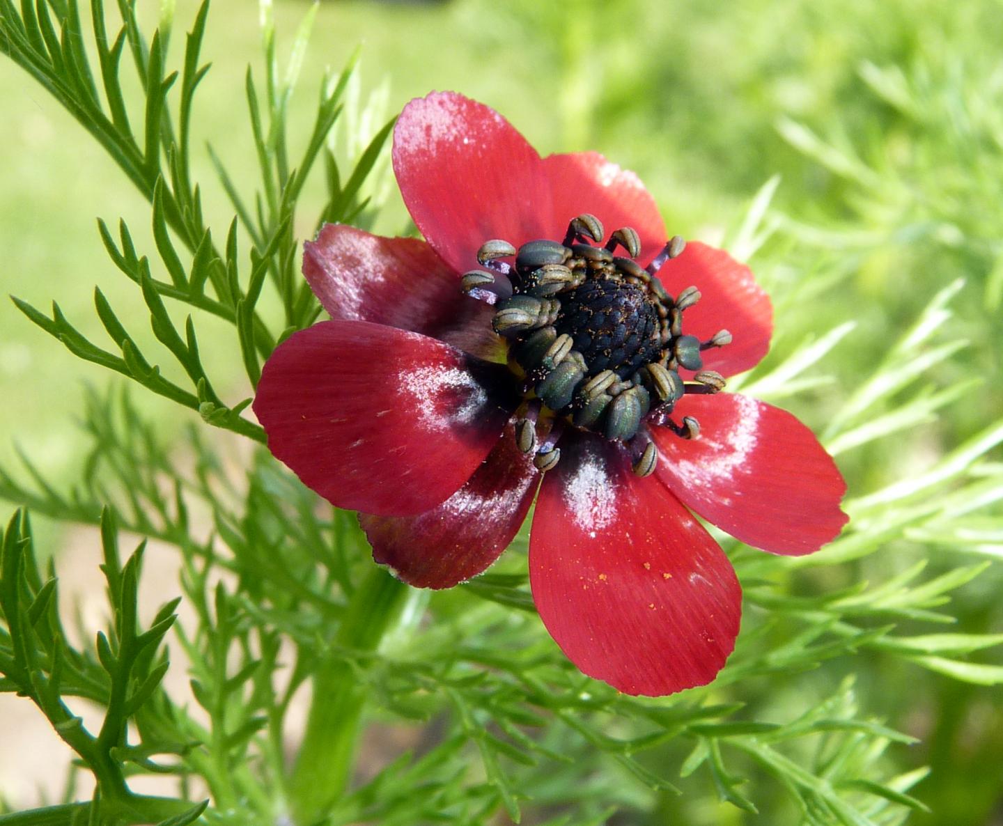 Flowers Use Physics to Attract Pollinators