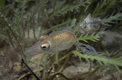 Southern Bottletail Squid