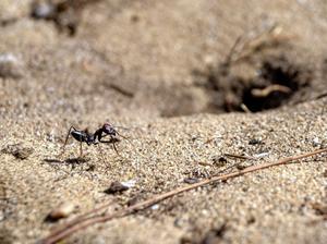 Desert Ants